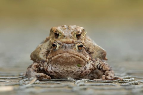 Common toad (Bufo bufo) two adults amphibian mating on a footpath, England, United Kingdom