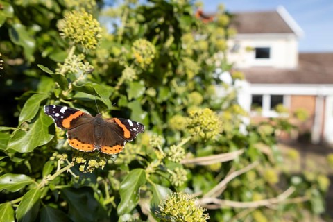 Red admiral butterfly (Vanessa atalanta) adult insect feeding on Ivy (Hedera helix) flowers in