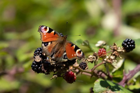 Peacock butterfly (Aglais io) adult insect feeding on blackberries fruit in summer, England, United