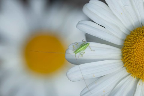 Oak bush cricket (Meconema thalassinum) juvenile baby insect on an Oxeye daisy flower, England,