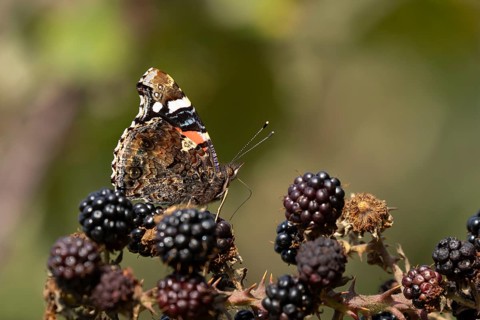 Red admiral butterfly (Vanessa atalanta) adult insect feeding on blackberries fruit in summer,
