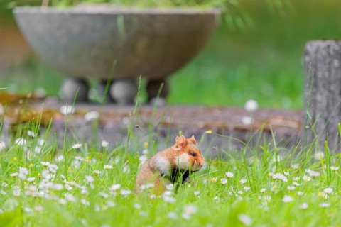 A European hamster (Cricetus cricetus) collects herbs, grass and daisies in a fresh green meadow.