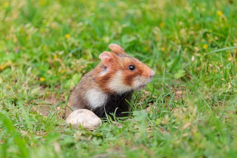 A European hamster (Cricetus cricetus) leaves his burrow