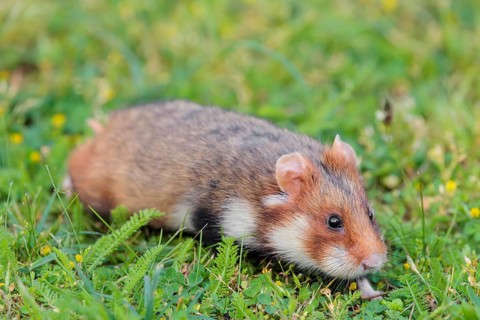 A European hamster (Cricetus cricetus) runs across a green meadow on a cloudy day