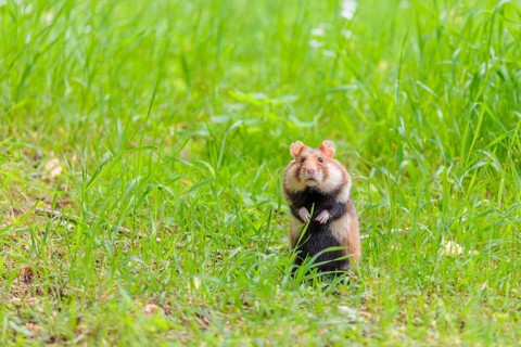 A European hamster (Cricetus cricetus) sits in a green meadow on a cloudy day