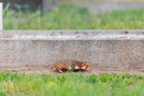 A European hamster (Cricetus cricetus) runs along a grave on a cloudy day