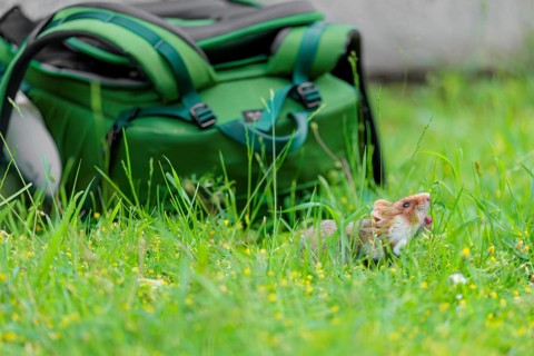 A European hamster (Cricetus cricetus) collects herbs, grass and daisies in a fresh green meadow.