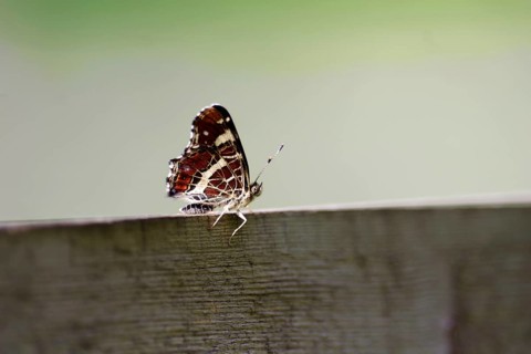Land carder (Araschnia levana), summer generation, closed wings, The butterfly sits with folded