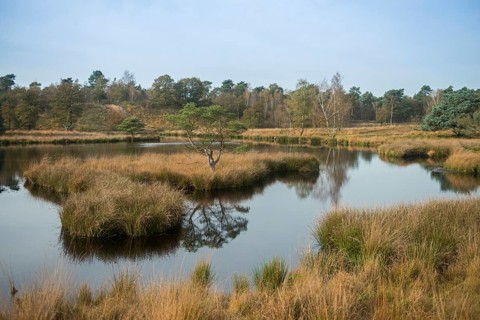 Bog lake in autumn... Teufelskuhle (high moor), idyllic moorland lake in the middle of a wide