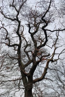 Old English oak... Oak (Quercus robur), German oak, view into the crown of an old, corrupt tree in