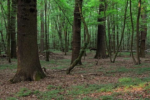Spring forest... Natural forest, natural mixed oak-beech forest, pure, original deciduous forest,