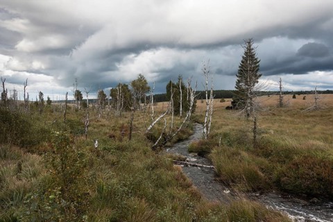 Moorland waters... High Fens (Eifel, Hocheifel), the Hill, a small mountain stream runs through the