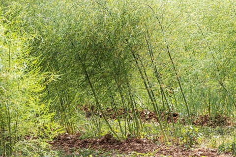 Common asparagus (Asparagus officinalis) in a field in the Heilbronn district in summer. Talheim,