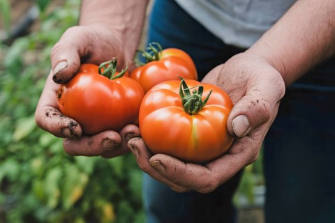 Farmer's hands holding freshly harvested tomatoes. Honest, traditional farming and natural produce.
