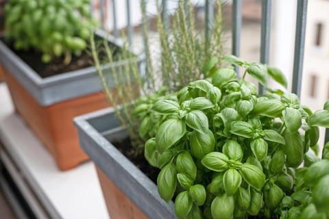 Fresh basil growing in pots on a sunny balcony. Urban gardening for homegrown herbs. Generative ai,