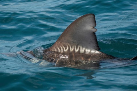 Close up of shark fin breaking ocean surface. Generative ai, AI generated