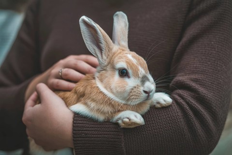 Person holding cute pet bunny in arms. Symbol of animal care and gentle companionship. Generative