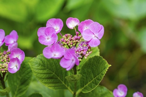 Pink hydrangea flowers with green leaves, vivid colours against a blurred background