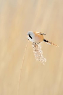 Bearded Tit (Panurus biarmicus) in spring, adult male in splendour dress, summer dress, sits on a