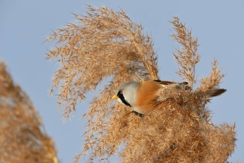 Male bearded tit, bearded tit cock in the reeds... Bearded Tit (Panurus biarmicus), adult male in