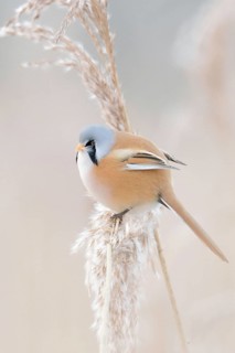 Pastel colours... Bearded Tit (Panurus biarmicus), adult male in splendid dress, summer dress,