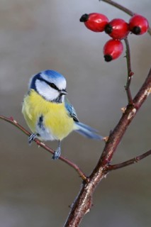 Blue tit (Cyanistes caeruleus), sitting on a dog rose branch, wild rose, between red rose hips,
