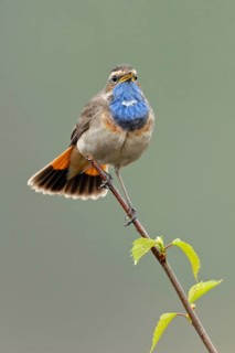 Peak striker... Bluethroat (Luscinia svecica) sings its song on the top of a freshly sprouted birch