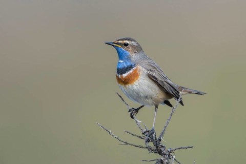 Beautiful to look at... White-starred bluethroat (Luscinia svecica), Central European, native
