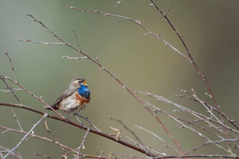 At full breast... Bluethroat (Luscinia svecica), male in breeding plumage, splendid plumage, sits
