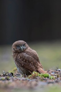 Brazilian pygmy owl (Glaucidium brasilianum), adult bird, rare small owl species from the genus of