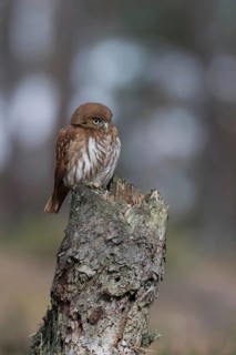 Brazilian pygmy owl (Glaucidium brasilianum), adult bird, rare small owl species from the genus of