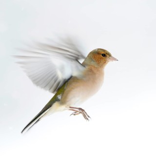 Chaffinch (Fringilla coelebs) in winter, snow, in flight, in approach, in motion, colourful finch,