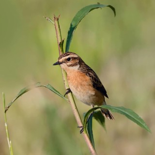 Bird of the year 2023... Whinchat (Saxicola rubetra) on the lookout, on the perch, typical meadow