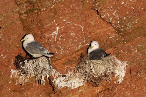 Kittiwakes (Rissa tridactyla) on the nest, seabirds, seabirds nesting, breeding in the red cliffs