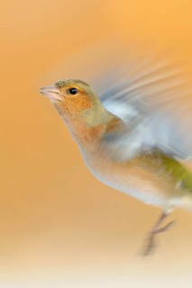 Chaffinch (Fringilla coelebs) in flight, colourful male in winter, already in breeding plumage,