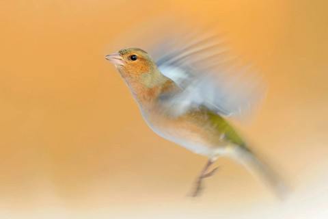 Chaffinch (Fringilla coelebs) in flight, colourful male in winter, already in breeding plumage,