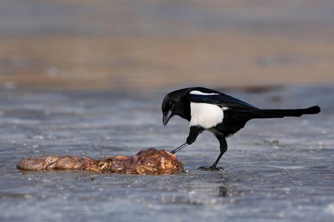 Guardian of nature... Magpie (Pica pica) has found food, carrion, probably entrails, on a frozen
