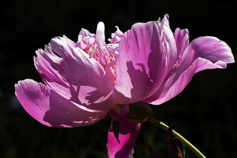Peony flower, Paeonia sp, Perrenial flower, Close-up, Region of La Mauricie, Province of Quebec,