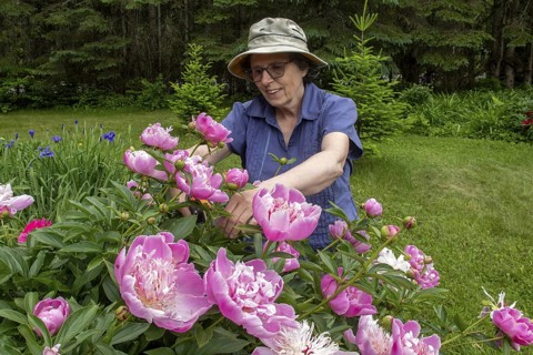 Woman and flowers, Woman taking care of peony flowers, Peonia sp, Region of La Mauricie, Province