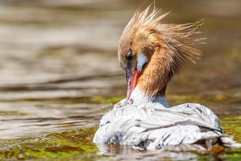 Common merganser (mergus merganser), Female preening, La Mauricie national park. Province of