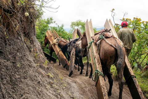 Draft horses and man, Horses carrying planks down a mountain, Imbabura province, Ecuador, South