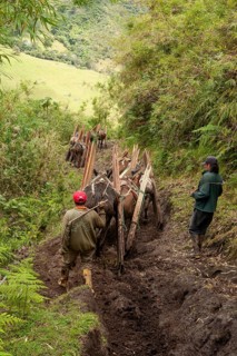 Draft horses and men, Horses carrying planks down a mountain, Imbabura province, Ecuador, South