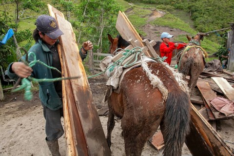 Draft horse and man, Man unloading a draft horse loaded with planks, Imbabura province, Ecuador,
