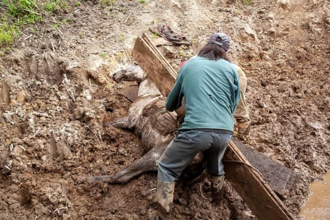 Draft horse and man, Man unload a horse that fell due to a heavy load of planks, Imbabura province,