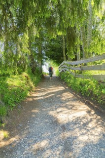 A hiker on a sun-drenched forest path in the countryside, Alpe di Siusi, Dolomites, South Tyrol,