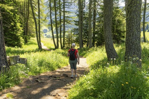 A hiker walks along a sunny, wooded path surrounded by green grass, Alpe di Siusi, Dolomites, South