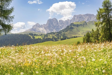 Flower meadow in front of an impressive mountain panorama and blue sky, Alpe di Siusi, Dolomites,