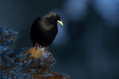 Alpine chough (Pyrrhocorax graculus) in the high mountains on a rock overgrown with red lichen, in