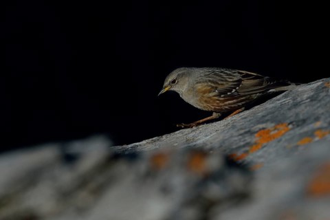 Secretly, quietly and silently... Alpine accentor (Prunella collaris), bird of the Alps and other