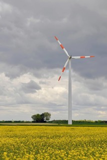 Wind turbine, wind turbine in a yellow flowering rapeseed field (Brassica napus), energy